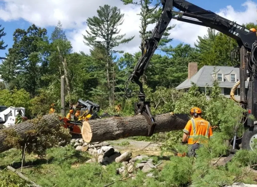 Stump removal in progress